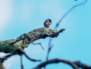 Stonechat - Kląskawka